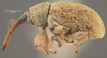 Media type: image;   Entomology 2055 Aspect: habitus lateral view
